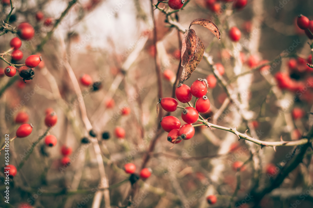 autumn in the beautiful nature, briar berry fruit autumn in the beautiful nature, briar berry fruit