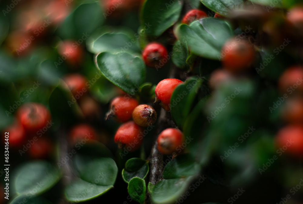 Czerwone, okrągłe owoce na zielonym krzewie. - obrazy, fototapety, plakaty 