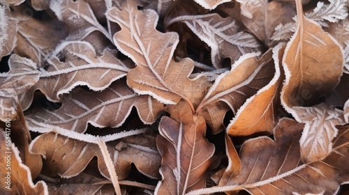 Frozen oak leafs - abstract natural background