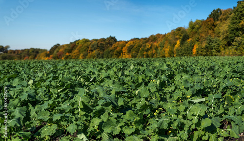 Rapeseed field and autumn trees. macro of young rapeseed close-up