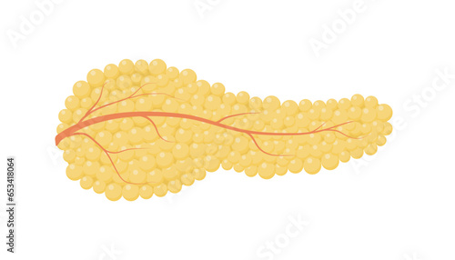 Healthy pancreas vector illustration on white background