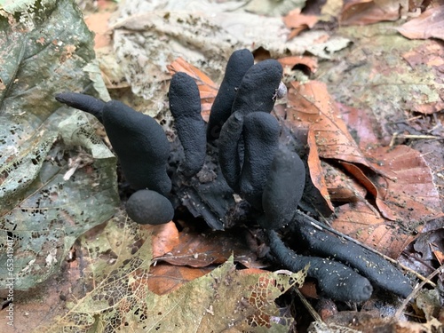 Close up of mushroom Xylaria Longipes photo