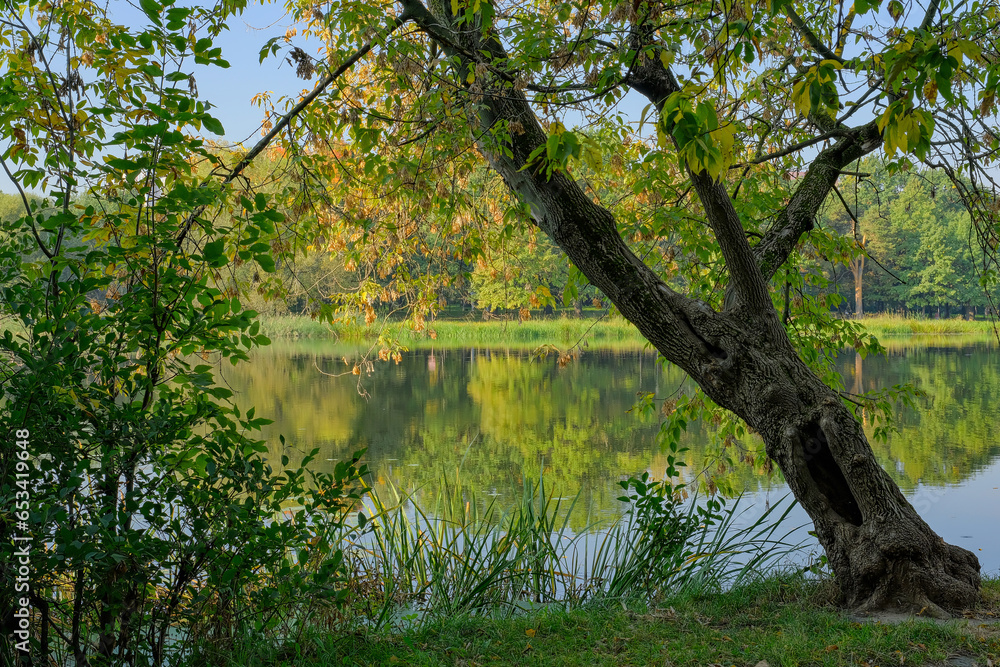 Sunny autumn morning in the park. An old maple tree with a hollow and yellowed leaves on the background of a pond