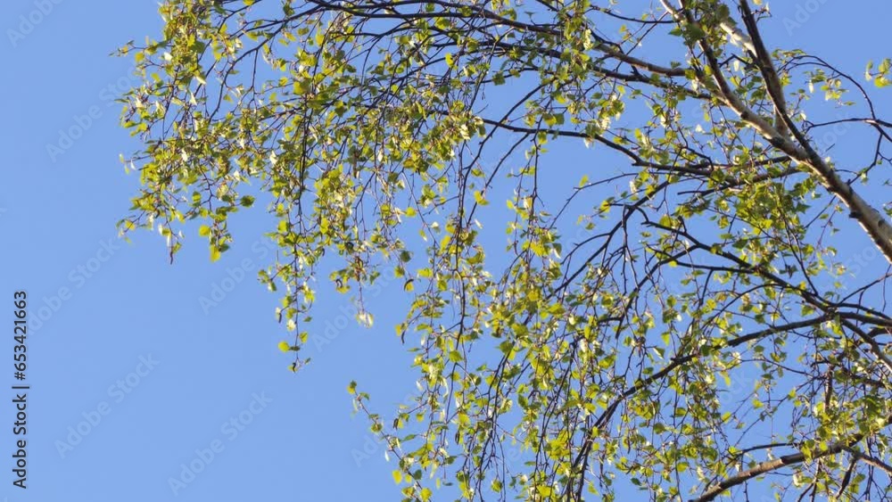 close-up of birch green spring leaves on a sunny day close-up of birch green spring leaves on a sunny day