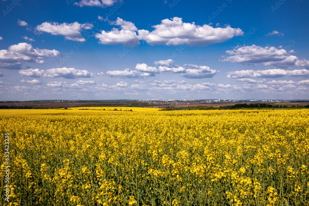 Yellow rapeseed field in the field and picturesque sky with white clouds. Blooming yellow canola flower meadows. Rapeseed crop in Ukraine.