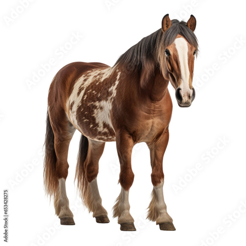 Horse standing on transparent background