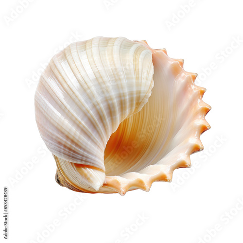 Mollusca on transparent background © Nazmus