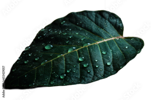 Hoja verde con gotas de agua.