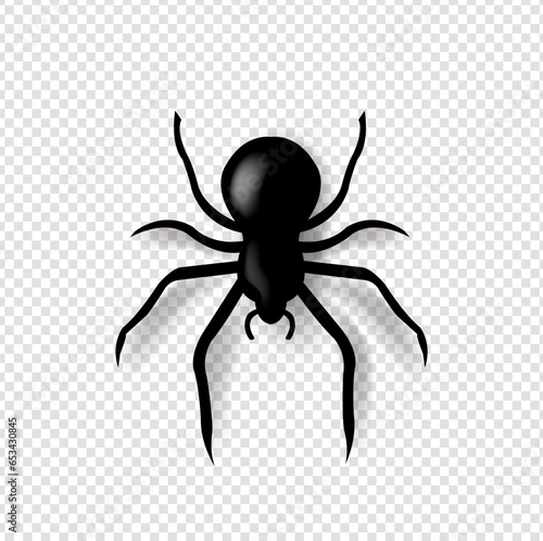 spider on a white background