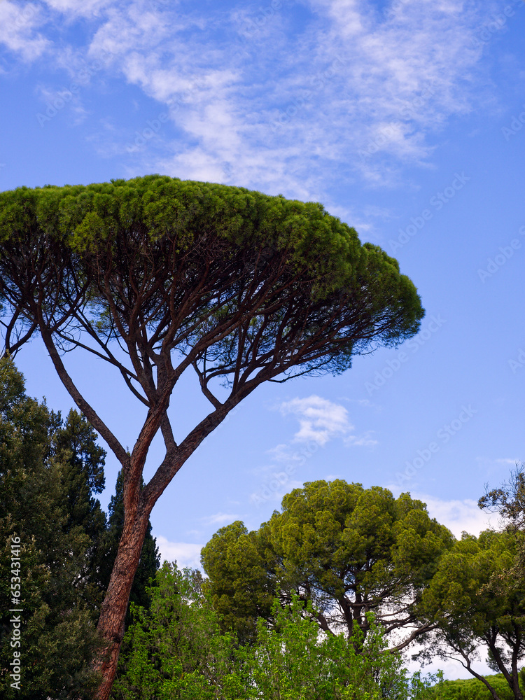 Tree view in Villa Borghese gardens, Rome, Italy Tree view in Villa Borghese gardens, Rome, Italy