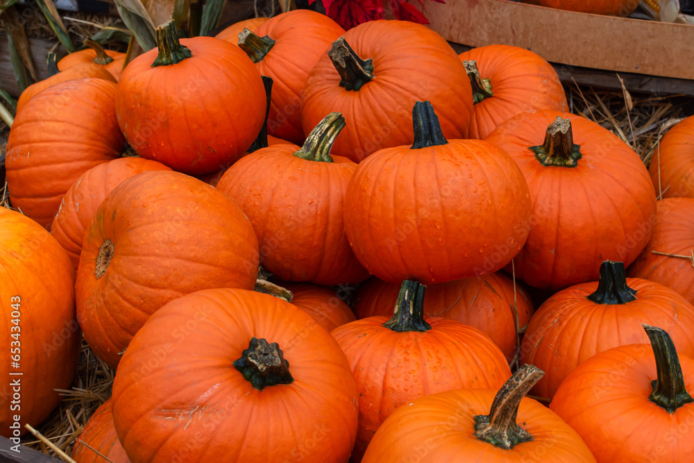 harvested autumn harvest of orange pumpkins before Halloween harvested autumn harvest of orange pumpkins before Halloween