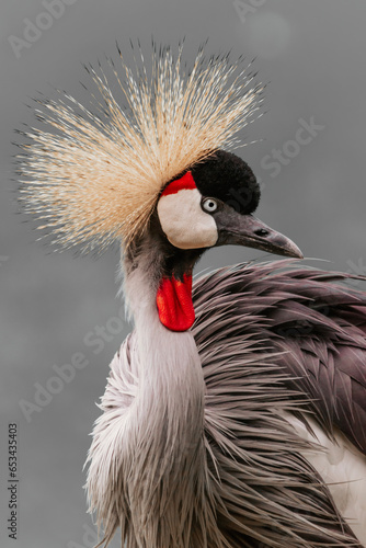 grey crowned crane