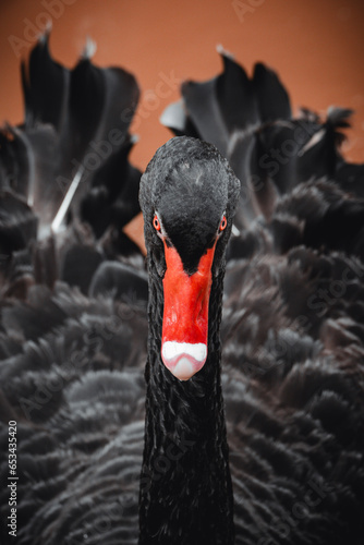 black and white swan