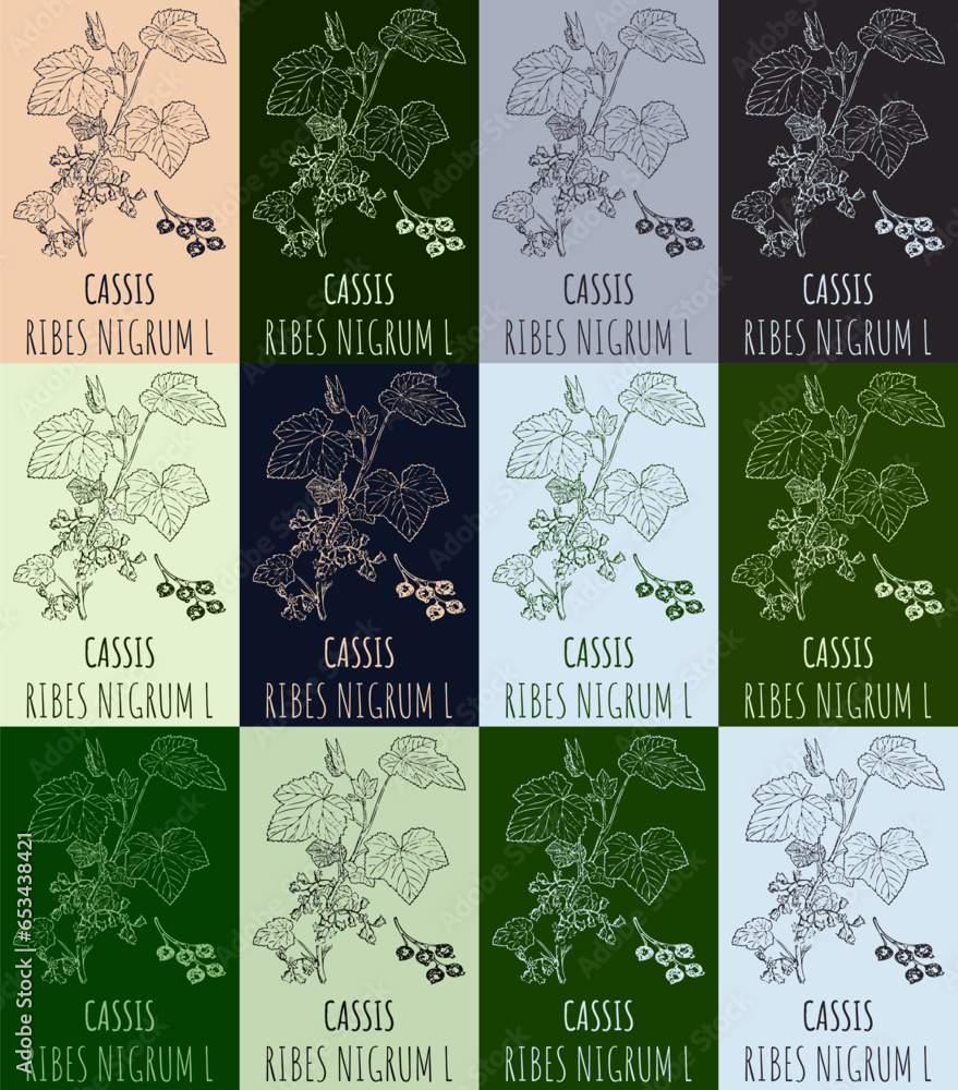 Set of vector drawing of BLACK CURRANT in various colors. Hand drawn illustration. Latin name RIBES NIGRUM L.