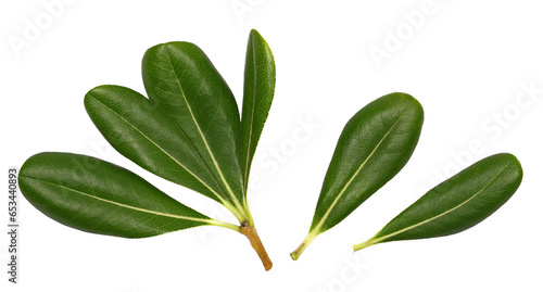 Pittosporum, fresh green branch with leaves isolated on white, clipping path
