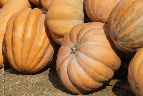 colorful and orange pumpkins for Halloween