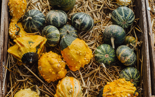 Colorful pumpkins tevture. Pumpkin autumn harvest photo