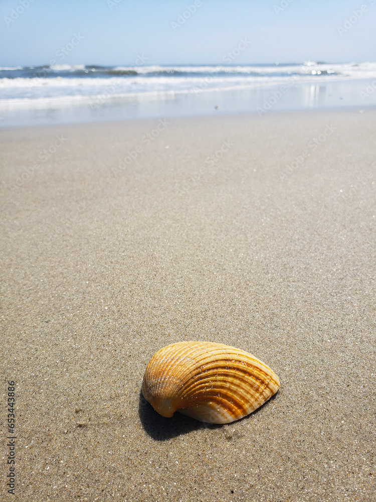Deserted shore, waves and shells on the sand of the Atlantic Ocean. Macro photography. Deserted shore, waves and shells on the sand of the Atlantic Ocean. Macro photography.