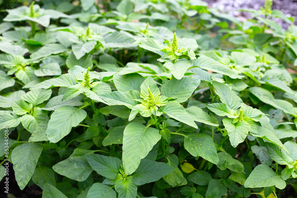Green amaranth plant in the garden Green amaranth plant in the garden