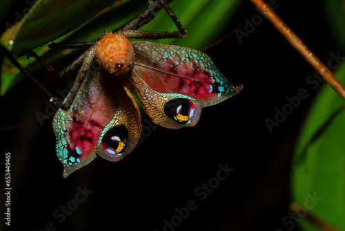 Leaf Katydid in deimatic display photo