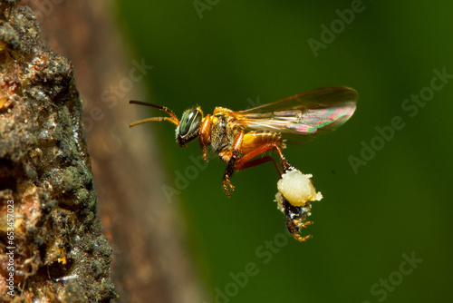 Frieseomelitta varia taking pollen to the hive