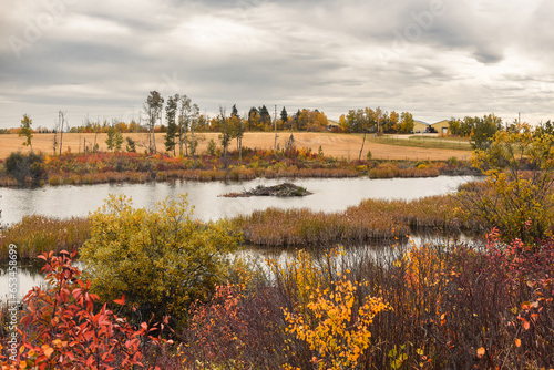 View of a pond and beaver lodge in autumn at Kuhnen Park in Lacombe County, Alberta, Canada