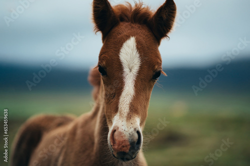 Close-up of a little horse in nature looking curiously at the camera.