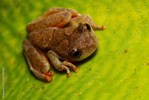 Frog on bromeliad photo