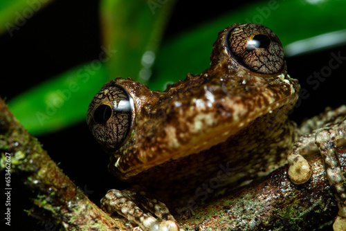 Frog's eye close up photo