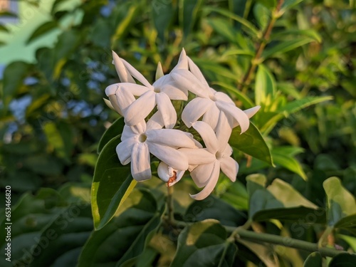 Star jasmine flower (Jasminum multiflorum) in the morning photo