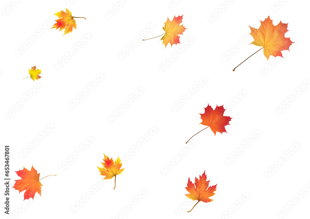 Autumn background made of beautiful maple leaves. Autumn background made of beautiful maple leaves.