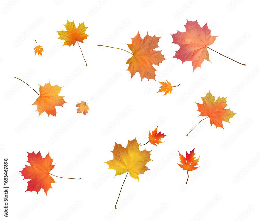 Autumn background made of beautiful maple leaves.