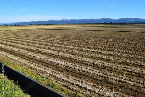 収穫後の稲株 秋の田園風景