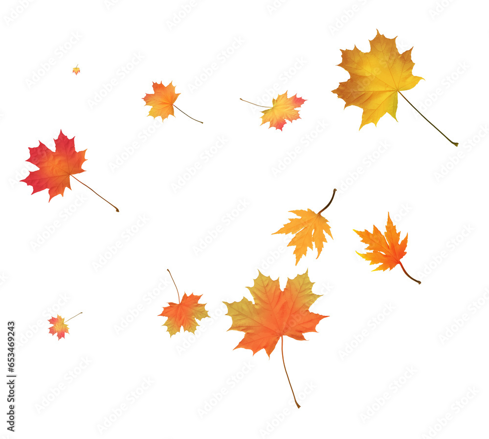 Fototapeta premium Autumn bright maple leaves background.