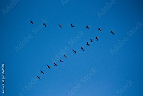 Wild geese flying away in a V-formation