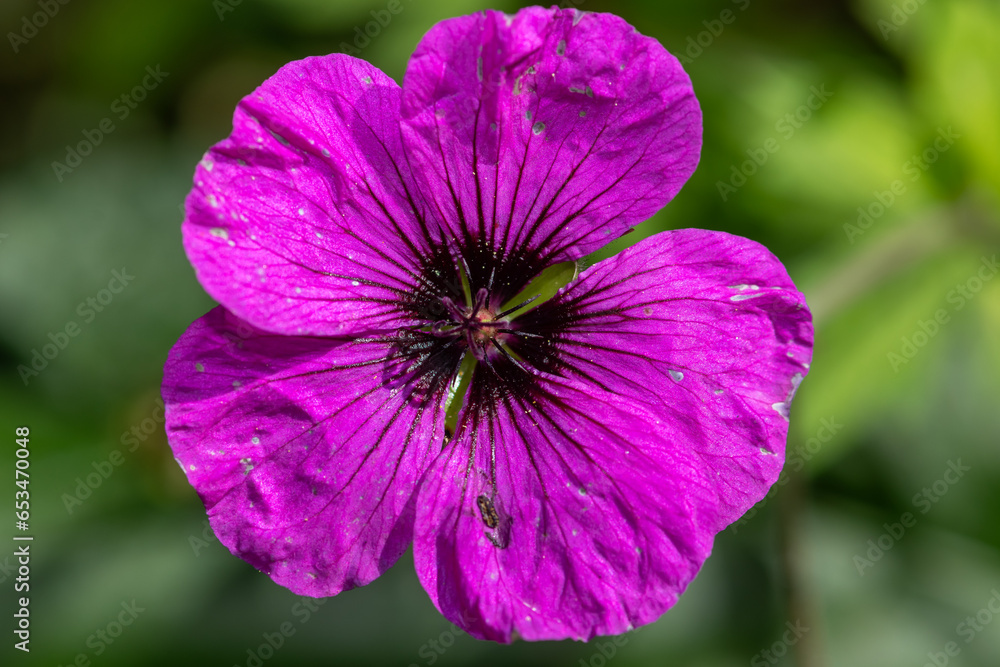 Fototapeta premium Macro shot of an Armenian cranesbill (geranium psilostemon) in bloom