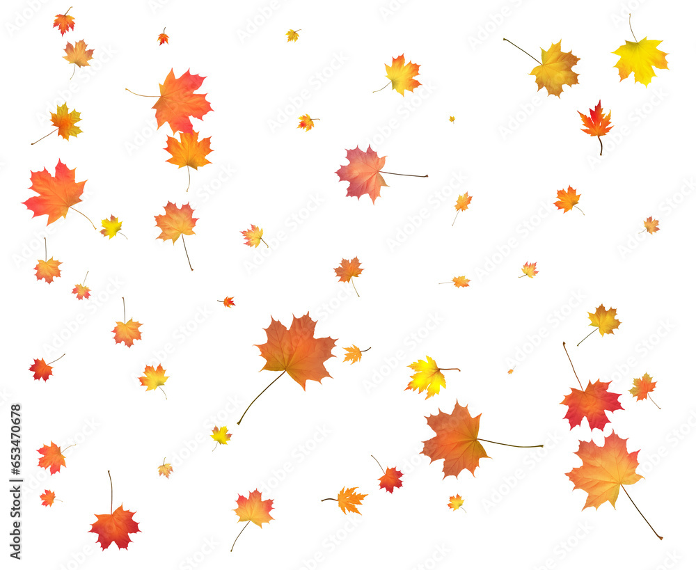Red, orange, brown and yellow autumn leaves. Red, orange, brown and yellow autumn leaves.