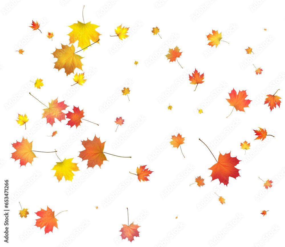 Falling golden autumn maple leaves.