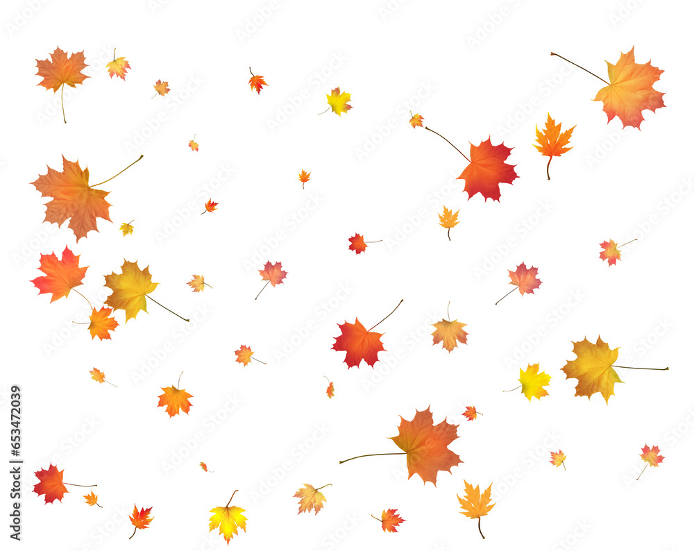 Falling golden autumn maple leaves. Falling golden autumn maple leaves.