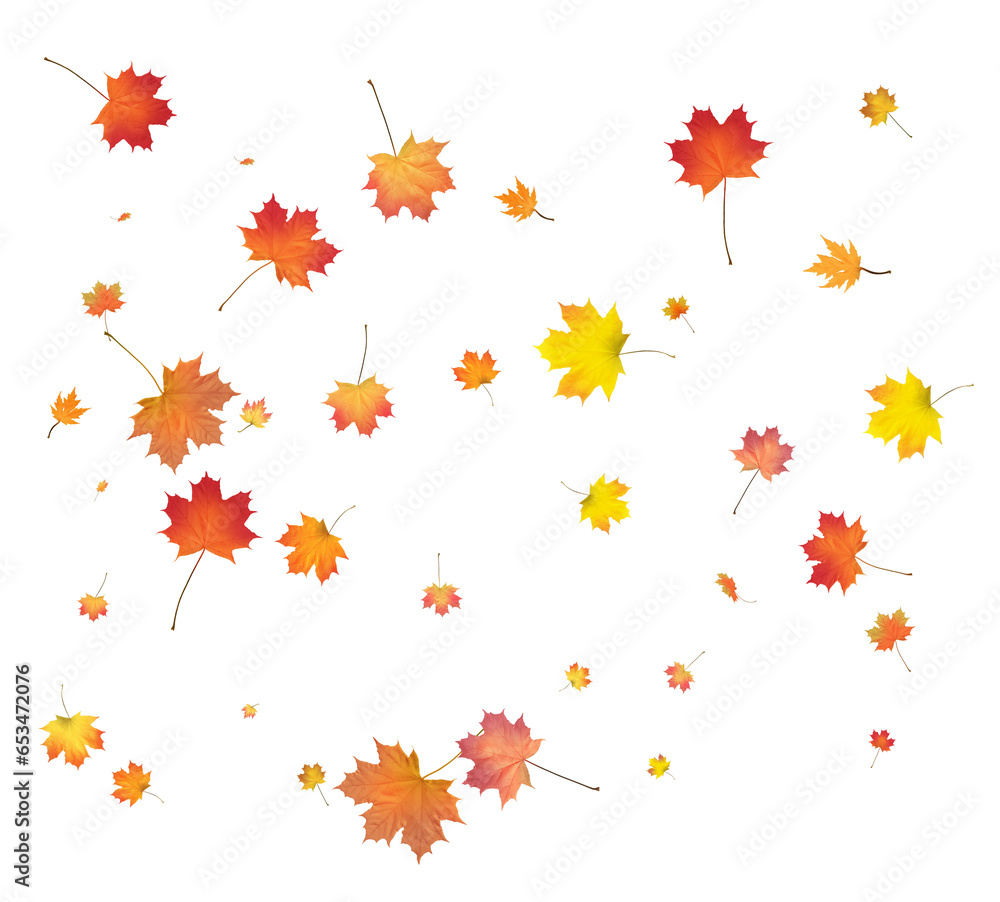 Falling golden autumn maple leaves. Falling golden autumn maple leaves.