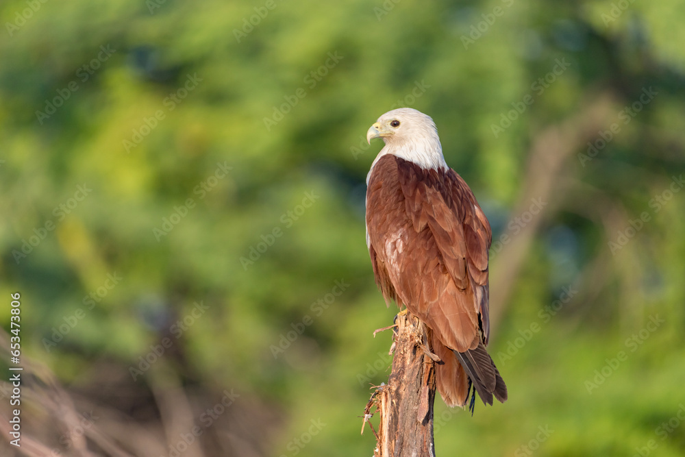 Fototapeta premium The beauty of Brahminy Kite which is an endemic bird that lives in Dhanushkodi, Tamilnadu, India.