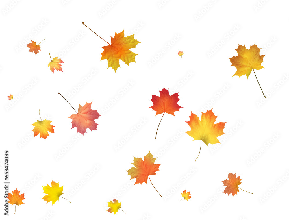 Autumn background made of beautiful maple leaves. Autumn background made of beautiful maple leaves.