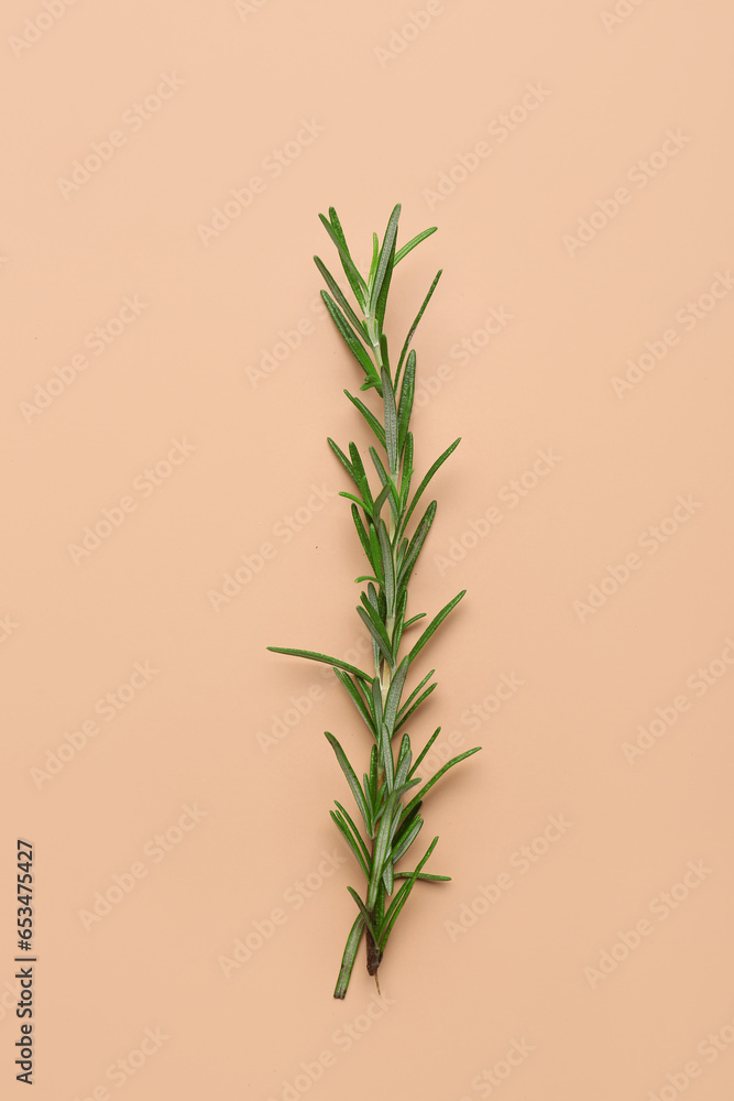 Obraz premium Twig of fresh rosemary on color background