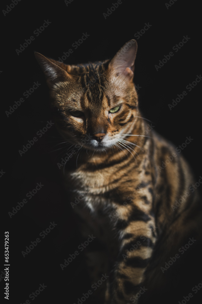Portrait of a Bengal cat in the dark