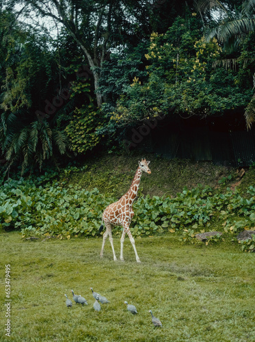 Photography giraffe in the wild