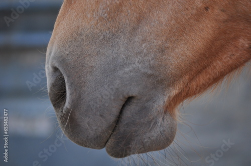 Horse Mouth © James