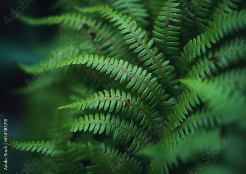 Extreme close up of a silver green fern leaf branch in a beautiful forest setting  with a dark background  shot on a macro lens