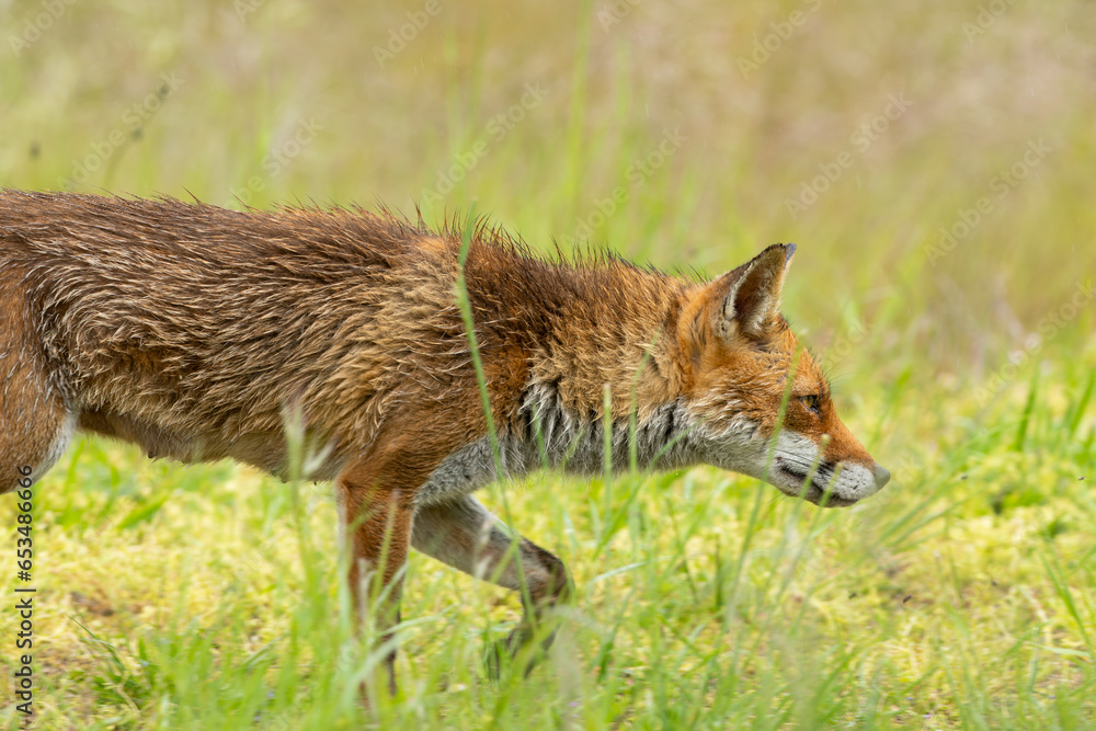 Une renarde après la pluie et son poil tout mouillé Une renarde après la pluie et son poil tout mouillé