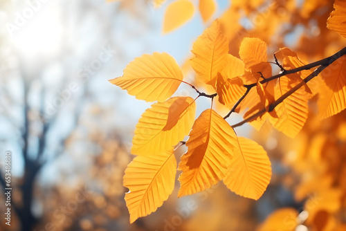 A bunch of beautiful yellow and orange leaves in an autumn park on a bright sunny day. Natural colourful background
