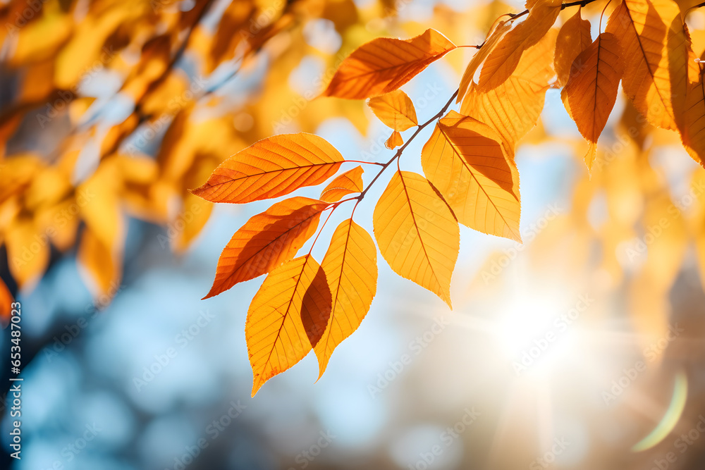 A bunch of beautiful yellow and orange leaves in an autumn park on a bright sunny day. Natural colourful background